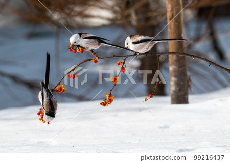 雪仙@島永 雪仙@島永 99216437