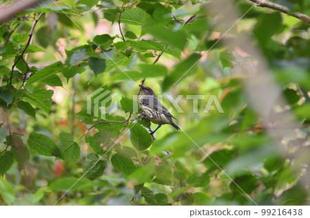 亞洲輝椋鳥 99216438