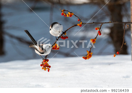 Snow Fairy @ Shimaenaga 99216439