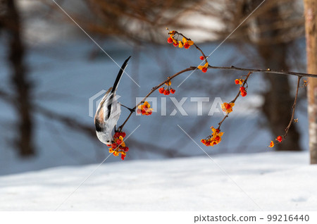 Snow Fairy @ Shimaenaga 99216440