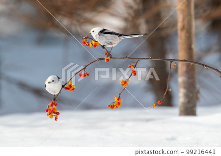 Snow Fairy @ Shimaenaga 99216441