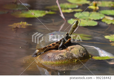 巴西龜 巴西龜 99216442