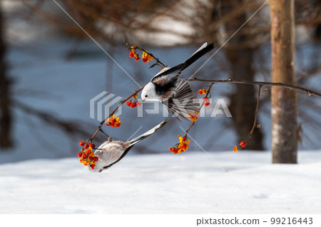 雪仙@島永 雪仙@島永 99216443