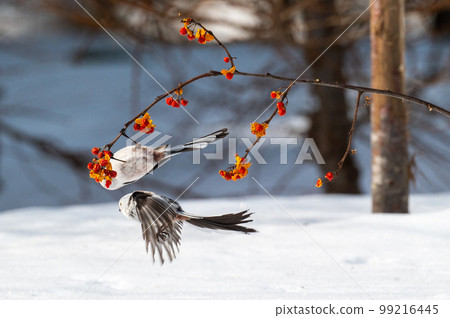 雪仙@島永 雪仙@島永 99216445