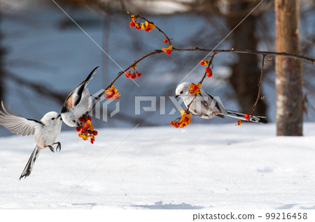 雪仙@島永 99216458