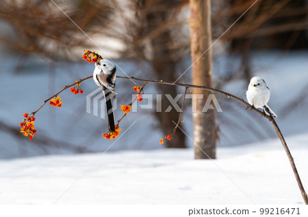 雪仙@島永 雪仙@島永 99216471