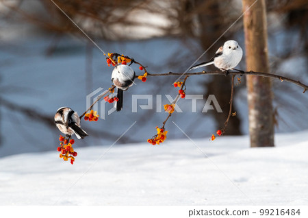 Snow Fairy @ Shimaenaga Snow Fairy @ Shimaenaga 99216484