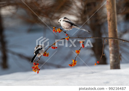 Snow Fairy @ Shimaenaga 99216487