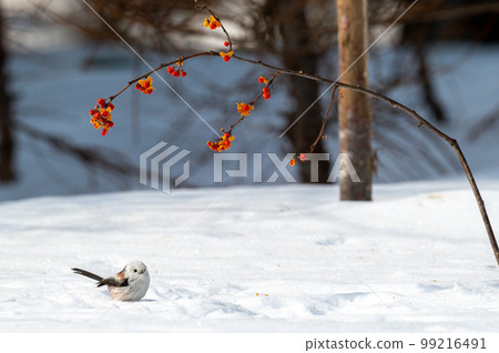 Snow Fairy @ Shimaenaga 99216491