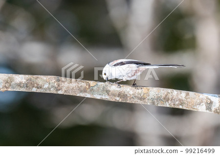 Snow Fairy @ Shimaenaga 99216499