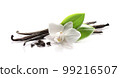 Vanilla pods with leaves isolated on white background 99216507