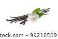 Vanilla pods with leaves isolated on white background 99216509