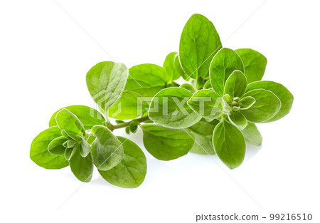 Marjoram twigs on white background Marjoram twigs on white background 99216510