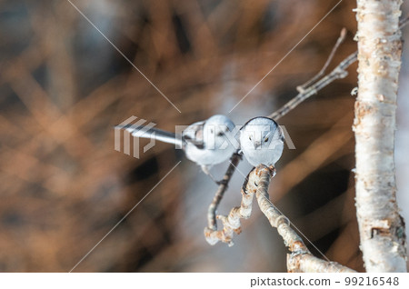 Snow Fairy @ Shimaenaga 99216548