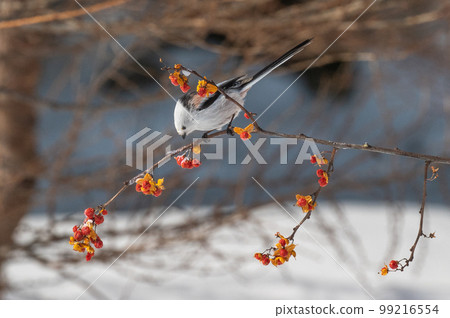 Snow Fairy @ Shimaenaga 99216554