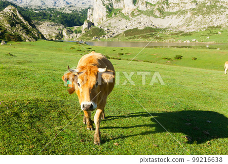Asturian Mountain cattle cow sits on the lawn in a national park 99216638
