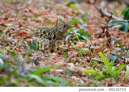 虎畫眉，具有黃色老虎圖案的候鳥，在冬天來到灌木叢和熟悉的公園 99216729