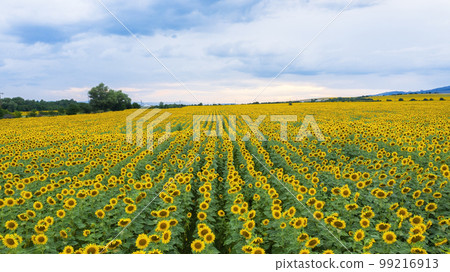 Aerial view of sunflower field at sunset. 99216913