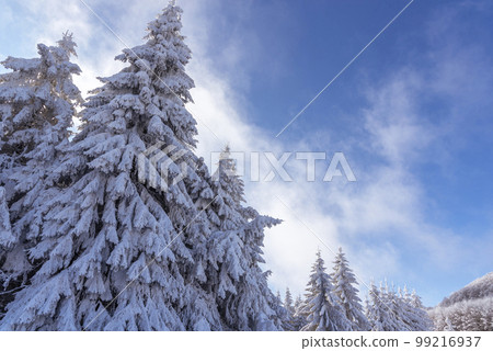 Winter landscape of the mountain. 99216937