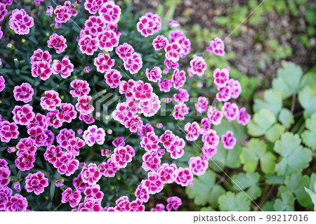 漂亮但強壯的 Nadeshikomite 99217016