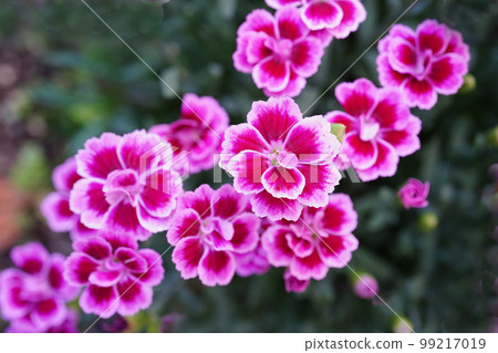 漂亮但強壯的 Nadeshikomite 漂亮但強壯的 Nadeshikomite 99217019