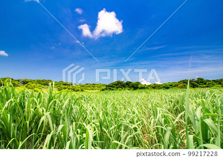 Okinawa sugar cane field in midsummer Okinawa sugar cane field in midsummer 99217228