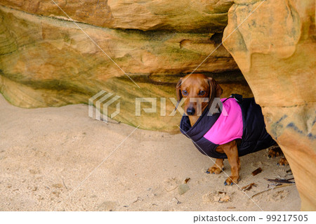 A brown short-haired dachshund peered out from a sandstone rock cave. 99217505