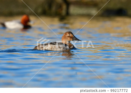 A rare waterfowl that is rarely seen, a duck companion 99217772
