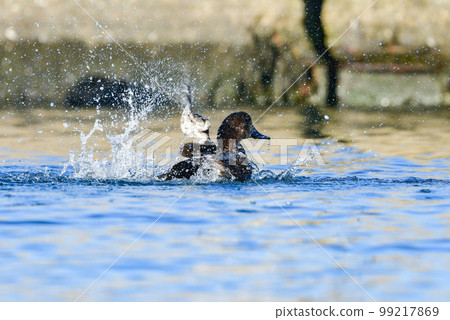 冬天在湖泊和河流中都能看到熟悉的鴨子夥伴 Hoshihajiro 99217869
