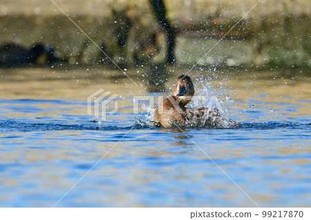冬天在湖泊和河流中都能看到熟悉的鴨子夥伴 Hoshihajiro 冬天在湖泊和河流中都能看到熟悉的鴨子夥伴 Hoshihajiro 99217870