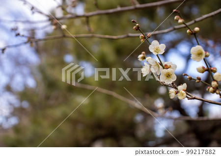 梅花 梅花 99217882