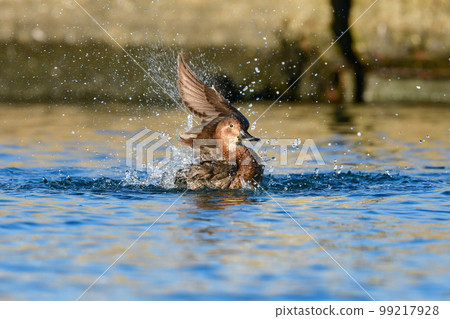 Hoshihajiro, a familiar duck companion that can be seen in lakes and rivers in winter Hoshihajiro, a familiar duck companion that can be seen in lakes and rivers in winter 99217928