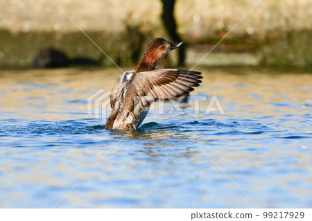 冬天在湖泊和河流中都能看到熟悉的鴨子夥伴 Hoshihajiro 99217929