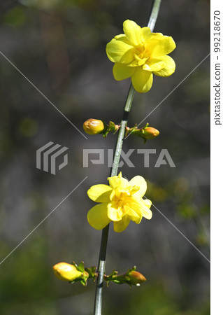 大雞蛋花(黃梅花偽) 大雞蛋花(黃梅花偽) 99218670
