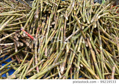 Sugarcane (Okinawa) 99219533