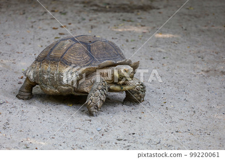 Sulcata tortoise in the garden at thailand 99220061
