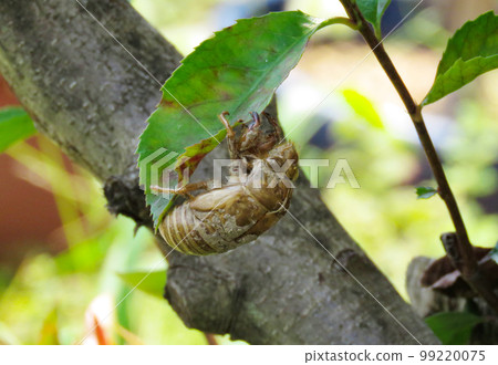 蟬殼掛在樹葉上 蟬殼掛在樹葉上 99220075