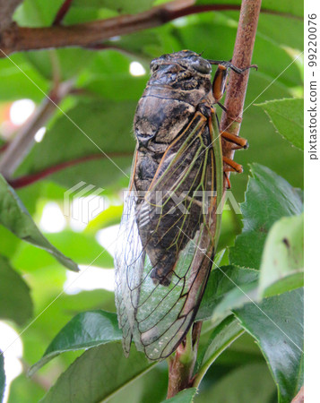一隻蟬棲息在樹枝上 99220076