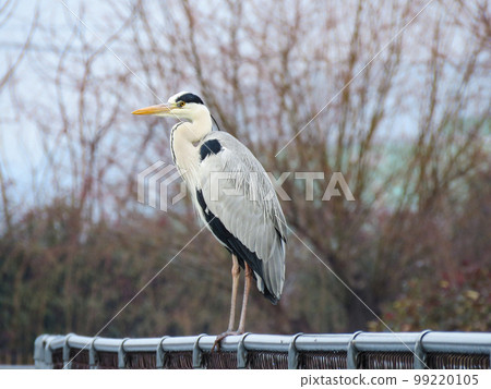 Gray heron perched on a fence Gray heron perched on a fence 99220105