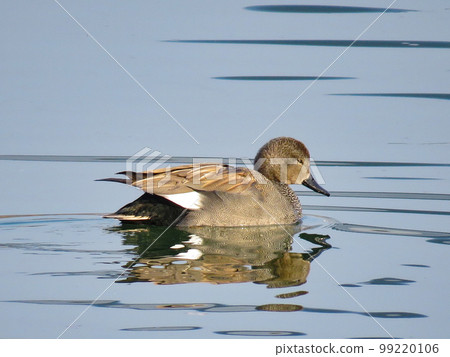 A male white-backed duck swimming gracefully 99220106