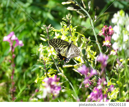 燕尾蝶棲息在一朵花上 99220118