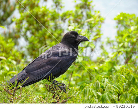 烏鴉住在樹枝上 99220119