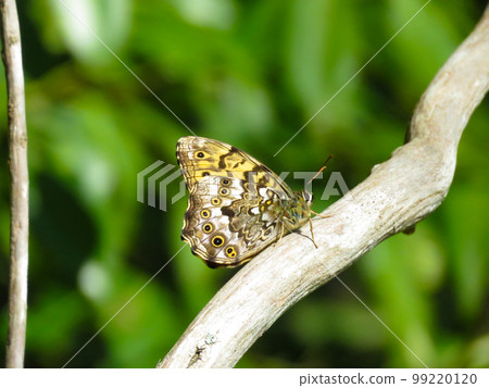 蝴蝶棲息在樹枝上 99220120