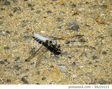 白蜻蜓落地 白蜻蜓落地 99220121