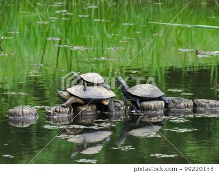 Parents and children of turtles 99220133