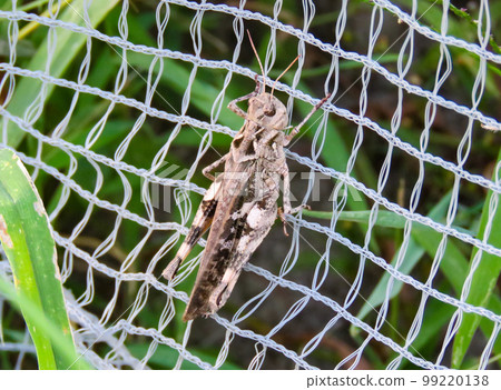 Grasshopper clinging to a net Grasshopper clinging to a net 99220138