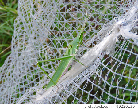 Grasshopper clinging to a net Grasshopper clinging to a net 99220139