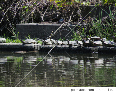 A group of red-eared sliders drying their shells A group of red-eared sliders drying their shells 99220140