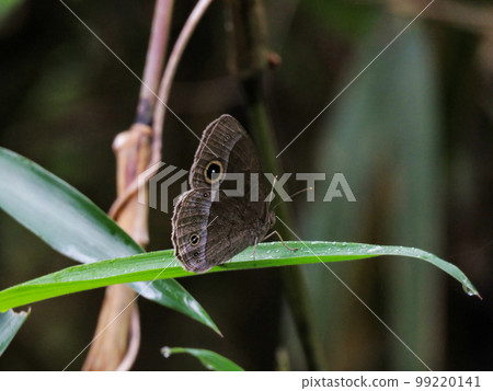 butterfly perched on a leaf butterfly perched on a leaf 99220141
