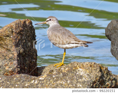 站立在一個岩石地方的紅腹鷸 99220151